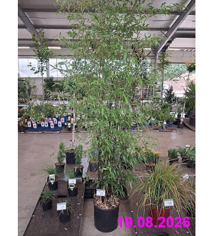 Phyllostachys nigra C 18 L